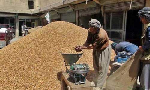 امسال در ولایت دایکندی 13 هزار تن بادام تولید شده است
