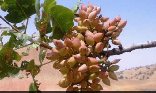 عوامل انعطاف ناپذیری عرضه محصولات داخلي - قسمت دوم و پایانی