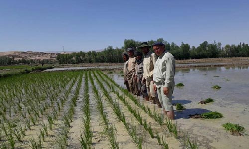  وزارت زراعت: حاصلات برنج چهار درصد افزایش یافته است