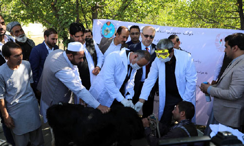  کمپاین ملی واکسین بروسلوز آغاز شد