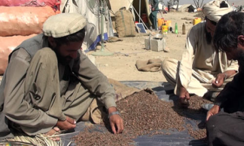 مردم پکتیکا: طالبان مسلح به اجبار از حاصلات جلغوزه  عُشر می گیرند