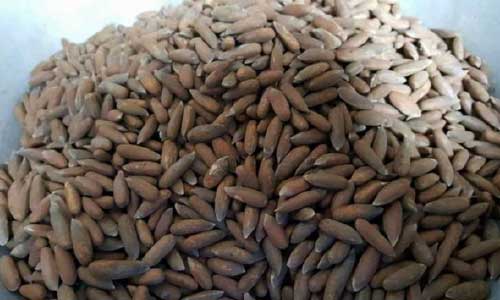 جلغوزۀ افغانستان به گونه مستقیم به چین صادر می‌شود 