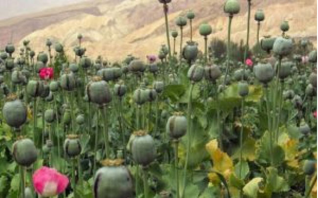 کشاورزان در یک سال گذشته از کشت کوکنار بیش از یک میلیارد دالر عاید بدست آوردند 