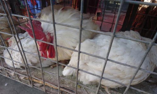 وزارت زراعت واردات مرغ پیر و گوشت یخ‌زده را منع کرد 