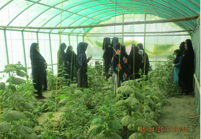  وزارت زراعت 500 باغچه را برای زنان در نیمروز ساخت 