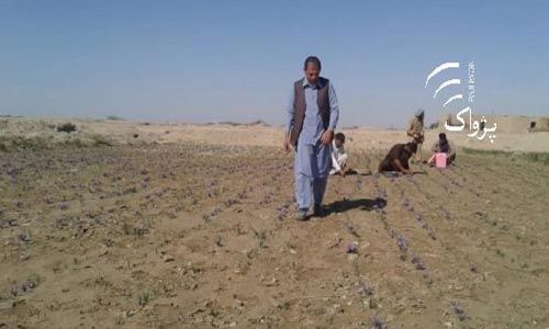 برای اولین بار در نیمروز زعفران کشت شده است 