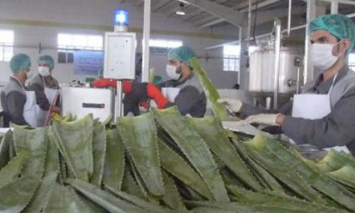 یک کارخانۀ پروسس آلوویرا در هرات گشایش یافت