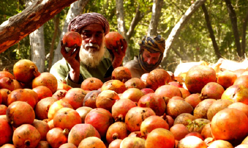 فصل برداشت انار؛  پاکستان مالیه بر انار قندهار را سه‌برابر کرد