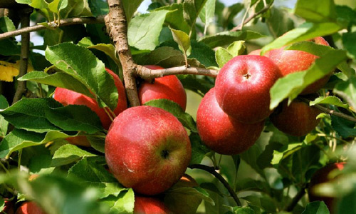 روان کال د میدان وردګ د مڼو حاصلات ۱۲۰زره ټنو ته رسېدلي