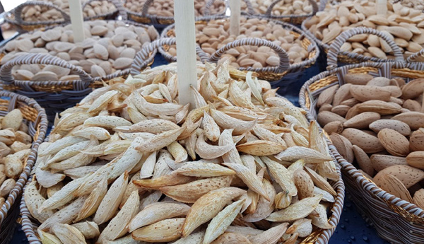 وزارت زراعت:  محصولات بادام دایکندی 40 درصد افزایش یافته است