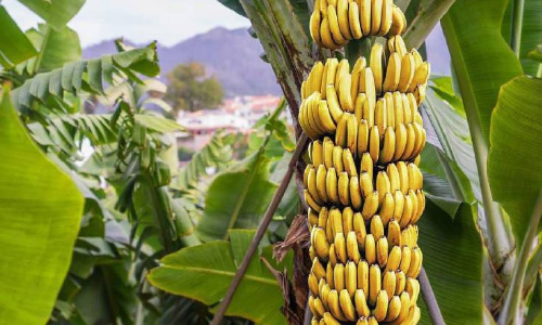 پرورش کیله در تخار؛ کشاورزان تخاری از سبزخانه‌ کیله برداشت کردند