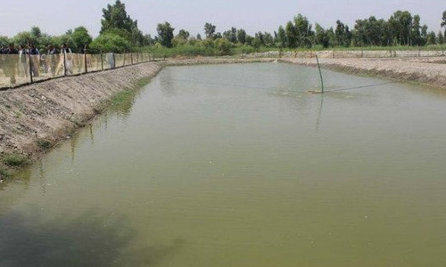 یک فارم تولید ماهی با ظرفیت 2.5 میلیون قطعه در کنر ساخته می‌شود