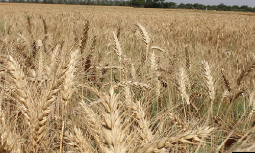  وزارت زراعت: امسال حاصلات گندم کشور 42 درصد افزایش خواهد داشت