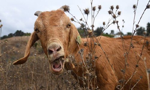 آتش‌سوزی کالیفرنیا؛ بزها کتابخانه رونالد ریگان را از آتش سوزی نجات دادند