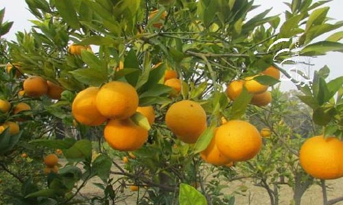  ننګرهار کې د ستروسو له حاصلاتو ۳۰۰ ميليونه افغانۍ عوايد ترلاسه شوي