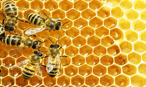 وزارت زراعت: تولید عسل در بدخشان 60 درصد افزایش داشته است