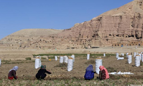 حاصلات کچالو امسال در باميان افزايش يافته است