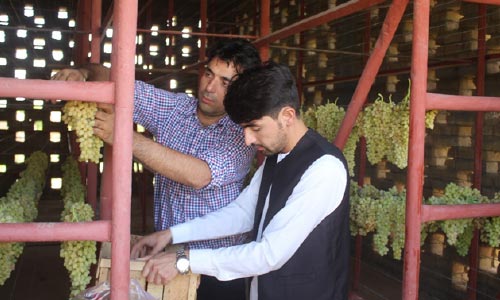 ۴۵ کشمش‌خانۀ عصری در چهار ولایت شمالی ساخته شد