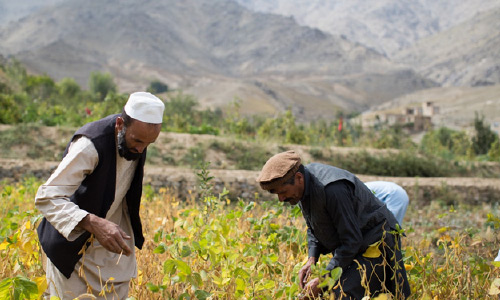 کوریا یک میلیون دالر برای مصونیت غذایی افغان‌ها کمک کرد