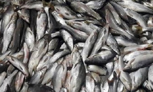 صنعت پرورش ماهی در هرات رو به افزايش است