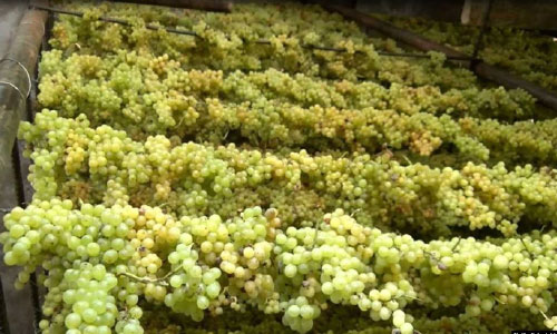 بیست هزار تُن انگور از کندهار صادر شده است