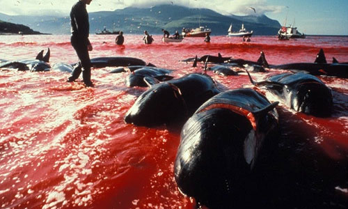 آغاز فصل شکار جنجالی دلفین‌ها در جاپان