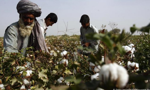وزارت زراعت: حاصلات پنبه 21 درصد افزایش یافته است