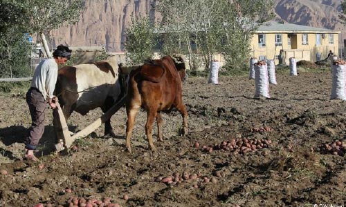 توسعه زراعت و مالداری در افغانستان با تقویت تعاونی ها