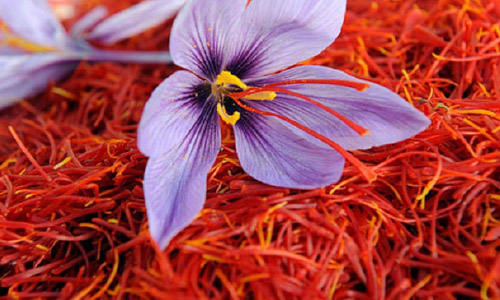 رئیس جمهور:  نهادهای امنیتی از قاچاق جلغوزه، پسته و زعفران جلوگیری کنند