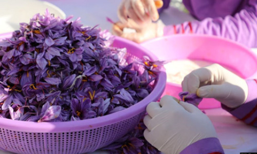 افغانستان امسال حدود ۲۰ تن زعفران تولید کرده است