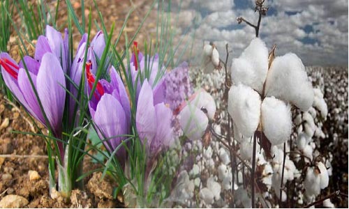 هرات؛  سـرزمین طلاهای رنگین افغانستان 