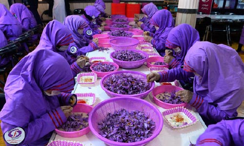 اولین انستیتوت زعفران کشور در هرات تهداب‌گذاری شد 