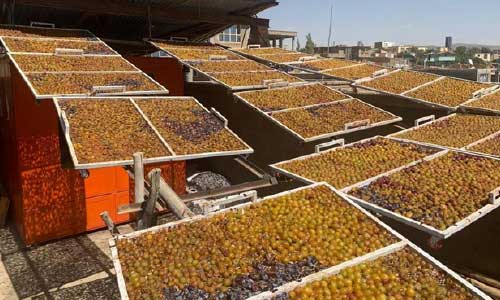 وزارت زراعت:  حاصلات امسال آلوبخارا در غزنی بیش از دوهزار تن شده است