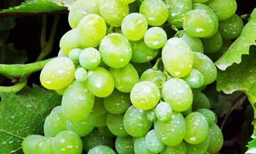 بسته شدن گذرگاه‌های پاکستان هم‌زمان بافصل برداشت میوه در کشور