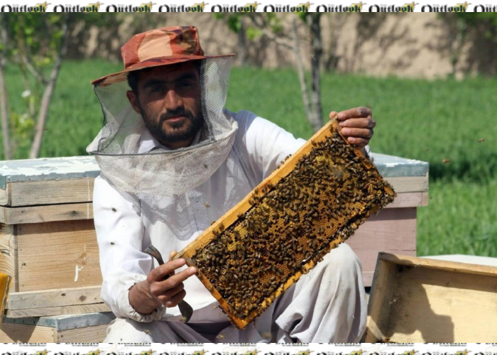 روز جهانی زنبورعسل؛ برداشت ۲۵۰۰ تُن از کندوهای عسل افغانستان