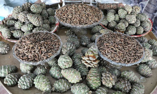 صادرات جلغوزه به چین امروز از سر گرفته می‌شود