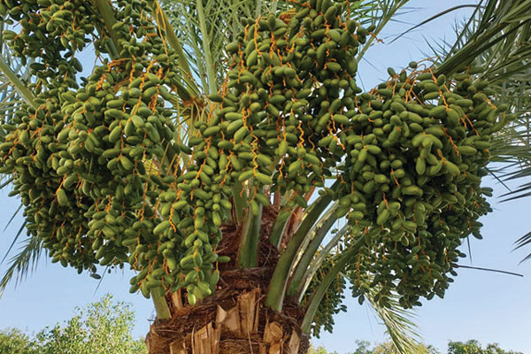 دفتر والی ننگرهار: حاصلات خرما امسال پنج برابر افزایش داشته است