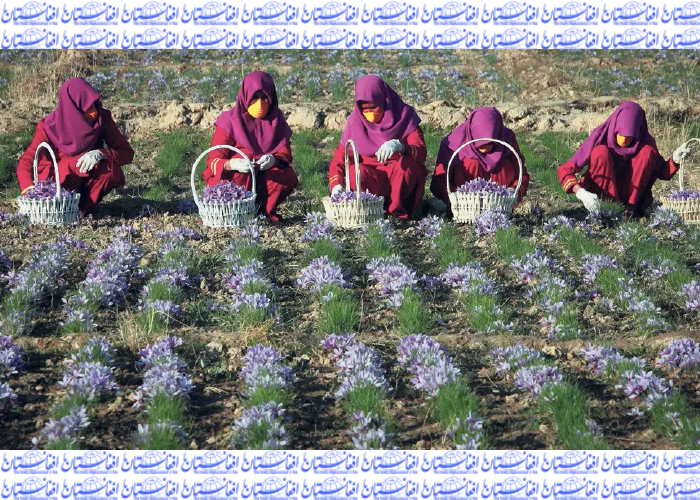 نقش زنان در شکوفایی اقتصاد