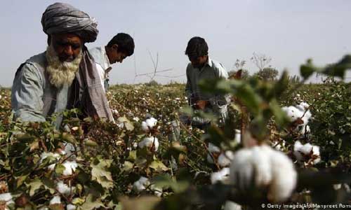 حاصلات پنبه امسال در نیمروز ده برابر افزایش یافته است