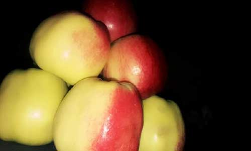 بامیان امسال ۳۰ هزار تُن سیب تولید کرده است