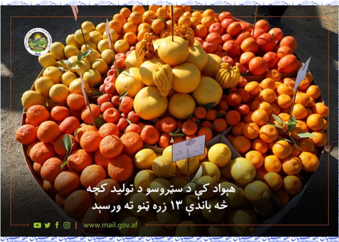میزان تولید ستروس در کشور به بیش از 13‌هزار تُن رسید
