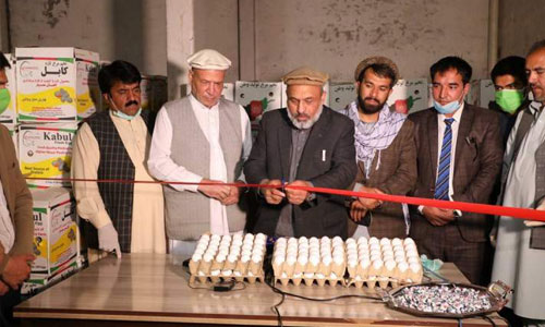 اتاق زراعت و مالداری: یک دانه تخم مرغ را به هشت افغانی می‌فروشیم