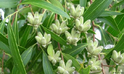 تولید واکسن کرونا از ماده یک درخت شیلیایی