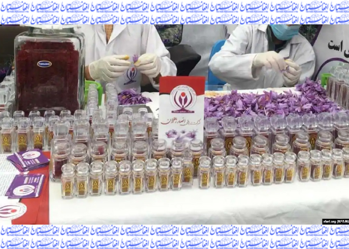 طلای سرخ افغانستان در نمایشگاهی دور از انظار  