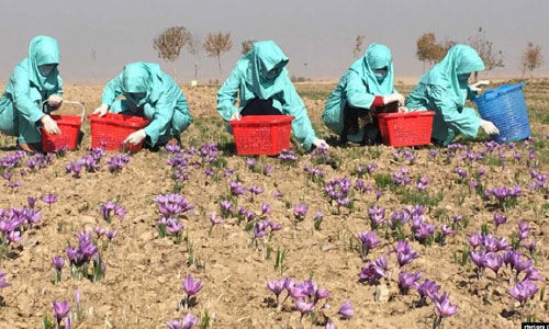 ساحات تحت کشت زعفران در افغانستان ۷ درصد افزایش یافته است