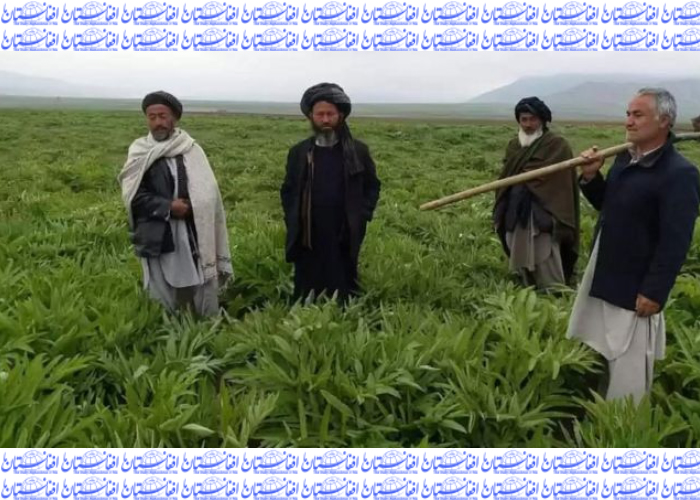 کاشت نزدیک به 20 هزار هکتار زمین هینگ للمی در سمنگان