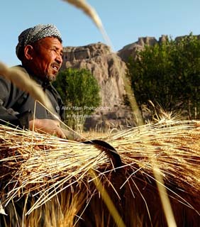 معرفی گندم های بذری جدید در بامیان