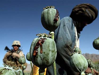 سیگار: هفت میلیارد دالر مصرف شد اما تولید مواد مخدر افغانستان افزایش یافت