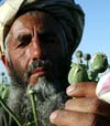 دهاقينى که مواد مخدر را کشت ميکنند مجازات خواهند شد
